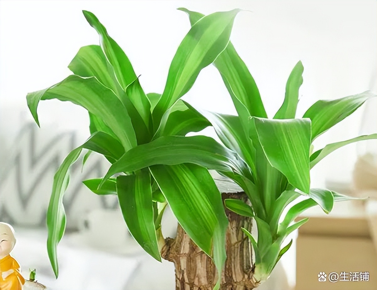 巴西木养殖方法与注意事项,巴西木秋季的养殖方法和注意事项