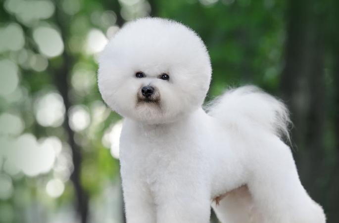 宠物犬种类大全贵宾犬,什么犬种最聪明又好训贵宾犬