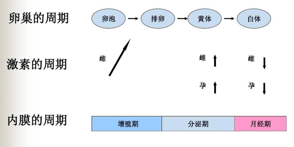 当精子和卵子相遇后还会排卵吗,精子遇到卵子一生的运气