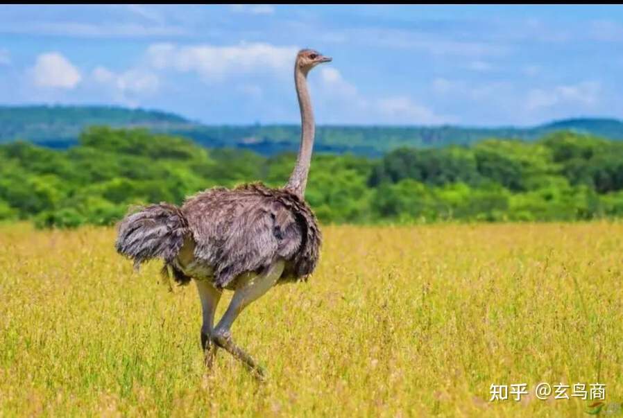 山海经2012白话全译彩图版pdf,山海经海外西经是指哪里