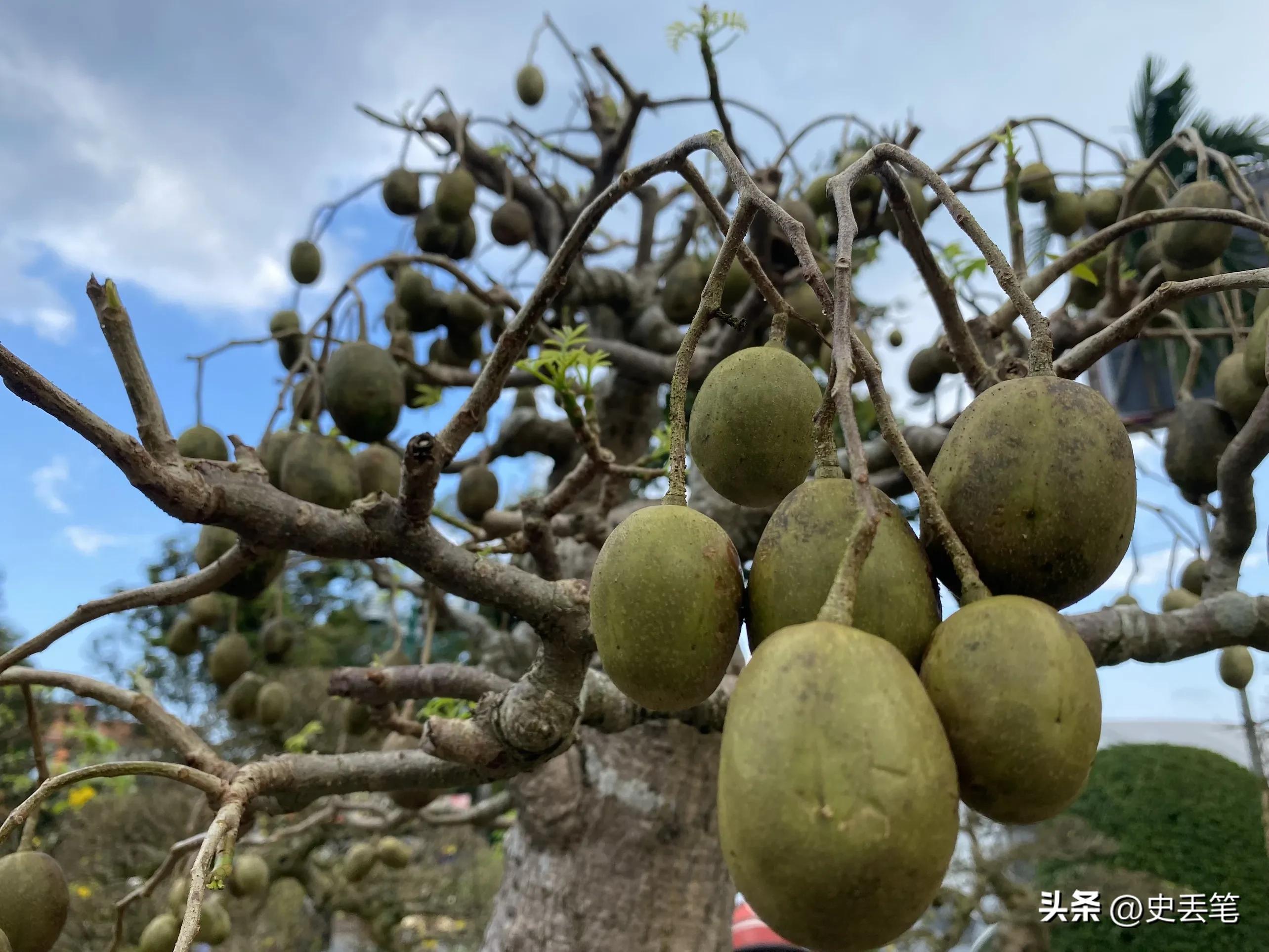 2005年他花6千元买下1棵根系肥大橄榄树，17年后出价14万都不肯卖