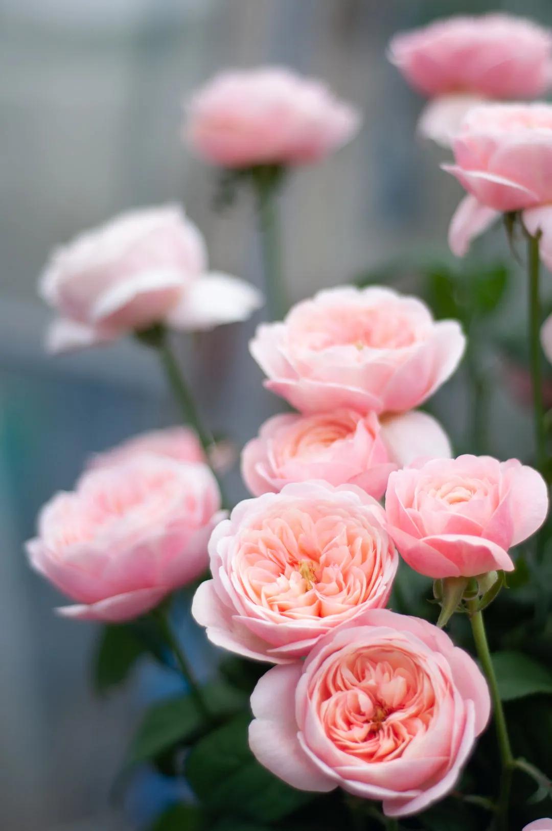 友禅系月季是什么意思,友禅系列月季怎么样