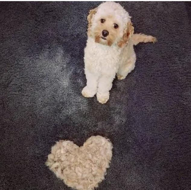 狗狗脱毛了长不出来毛了怎么办,狗狗脱毛如何治疗