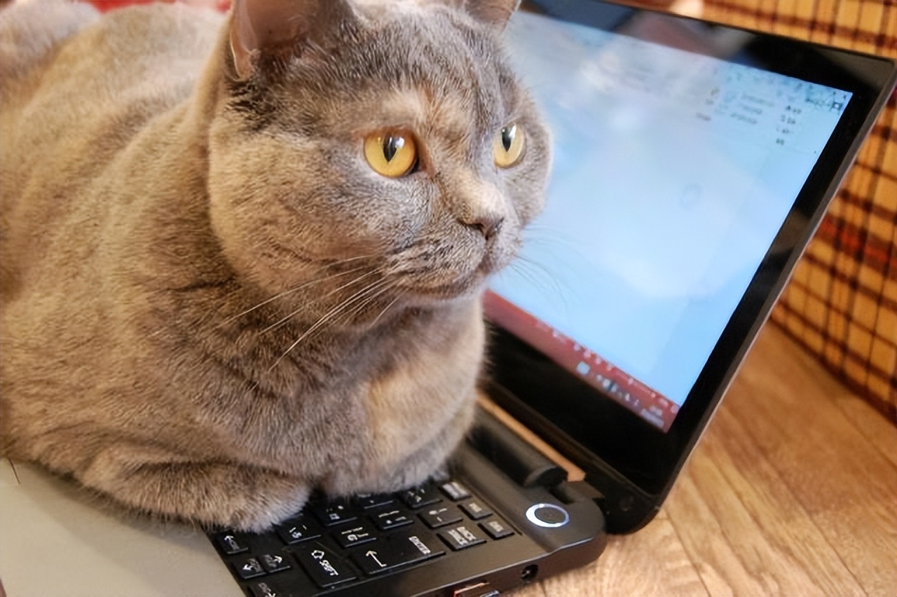 养蓝猫的十大忠告,详细介绍下养蓝猫的四大危害