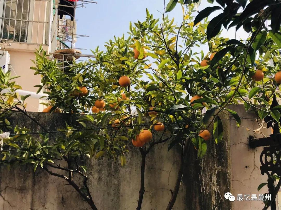 柿子和石榴橘子能一块吃吗,秋天的梨菠萝苹果橘子