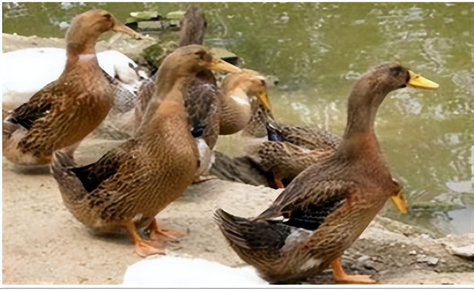 鸭脾坏死是什么引起的雏鸭脾坏死的治疗方法