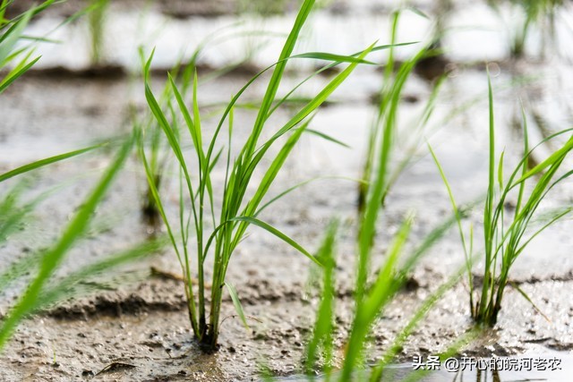 早稻育秧秧苗被水淹,早稻苗期可以水腌几天