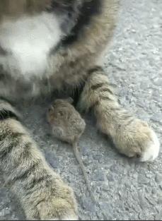 猫忠心还是狗忠心,什么猫忠心