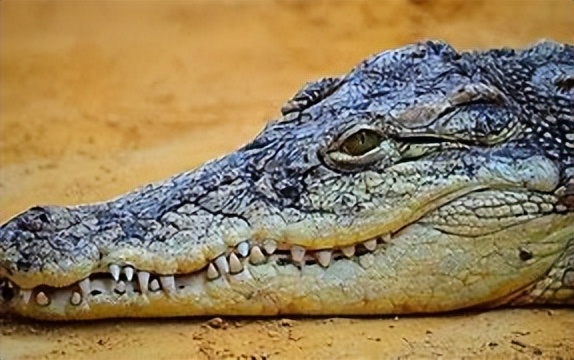 动物行为和生理功能的联系,动物行为与天气的关系