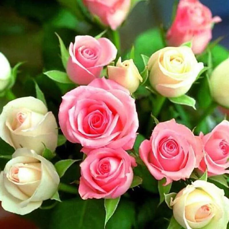 法国玫瑰花园,法国玫瑰花香沐浴露正品