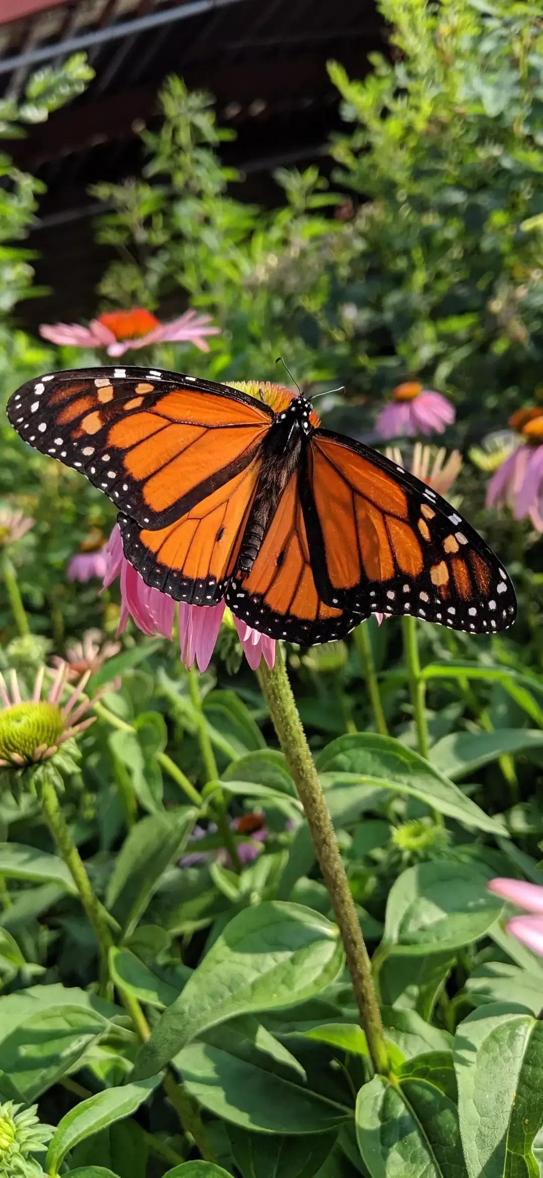 歼20高清壁纸4k全屏无水印,精选壁纸高清无水印高级感