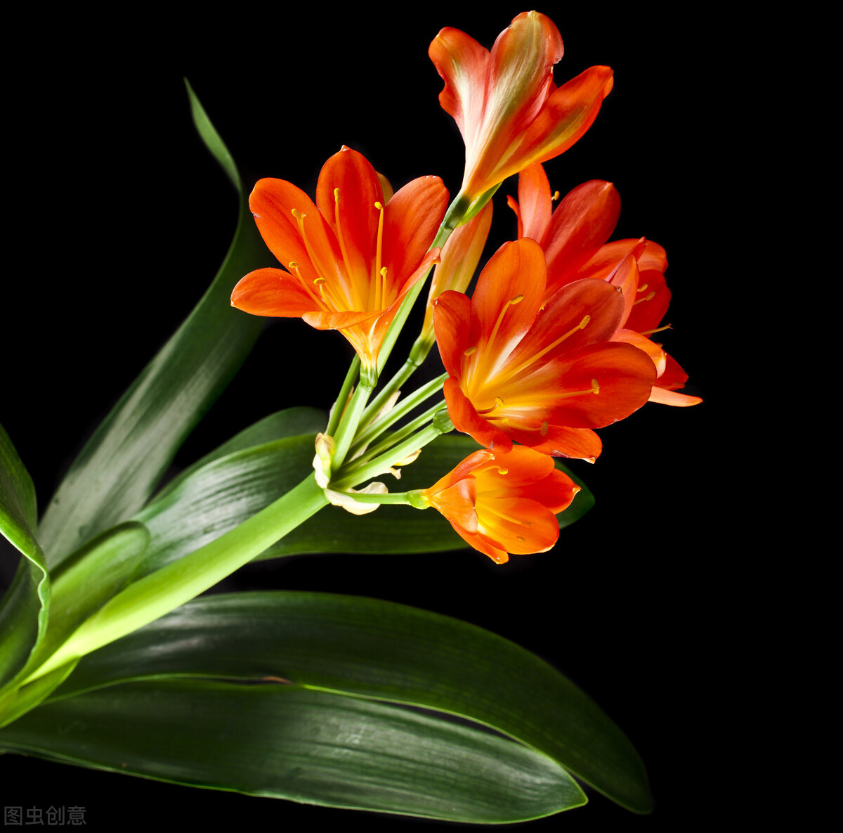 每天认识一种君子兰,君子兰彩兰植料