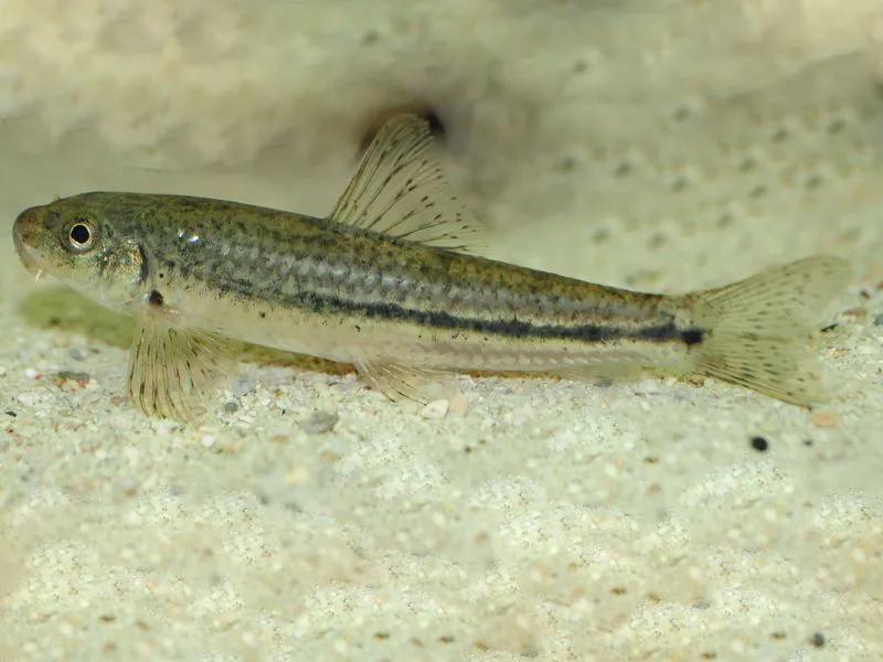 中国常见的淡水鱼全部图片,史上最全的淡水鱼图集