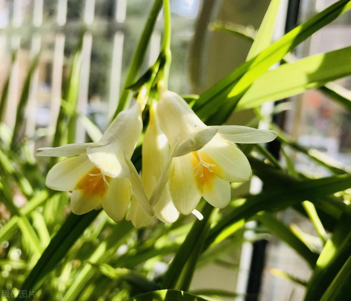 香雪兰在几月份种植最好,香雪兰几月种植最合适