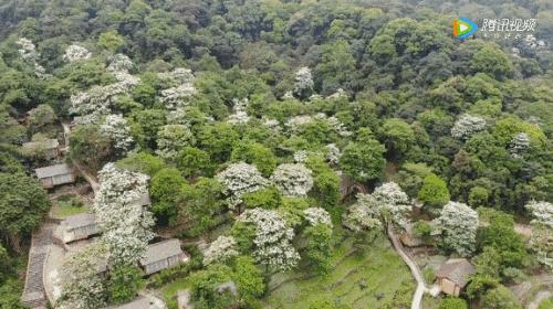 广州鹤之洲湿地公园游玩攻略简介,增城凤凰古城一日游最佳去处