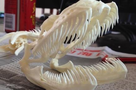 美国佛州最大缅甸蟒,美国蟒蛇泛滥原因