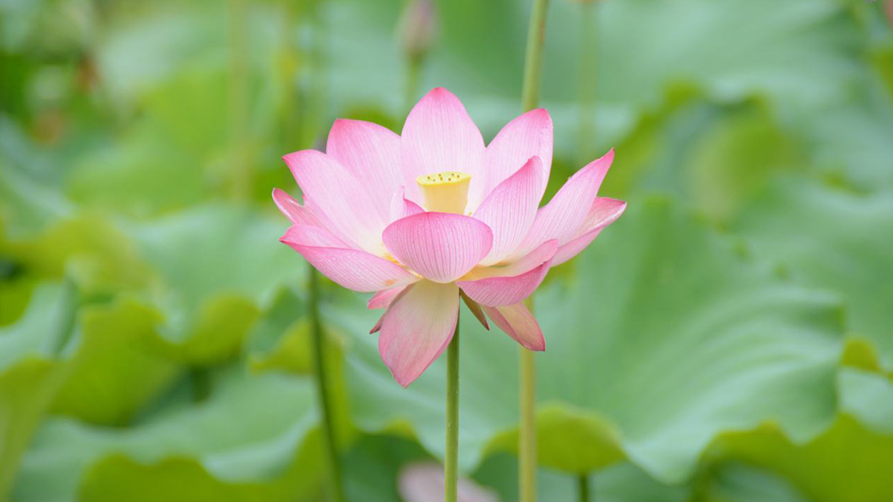 炎炎夏日心静自然凉经典语录,炎炎夏日何以解暑唯有空调