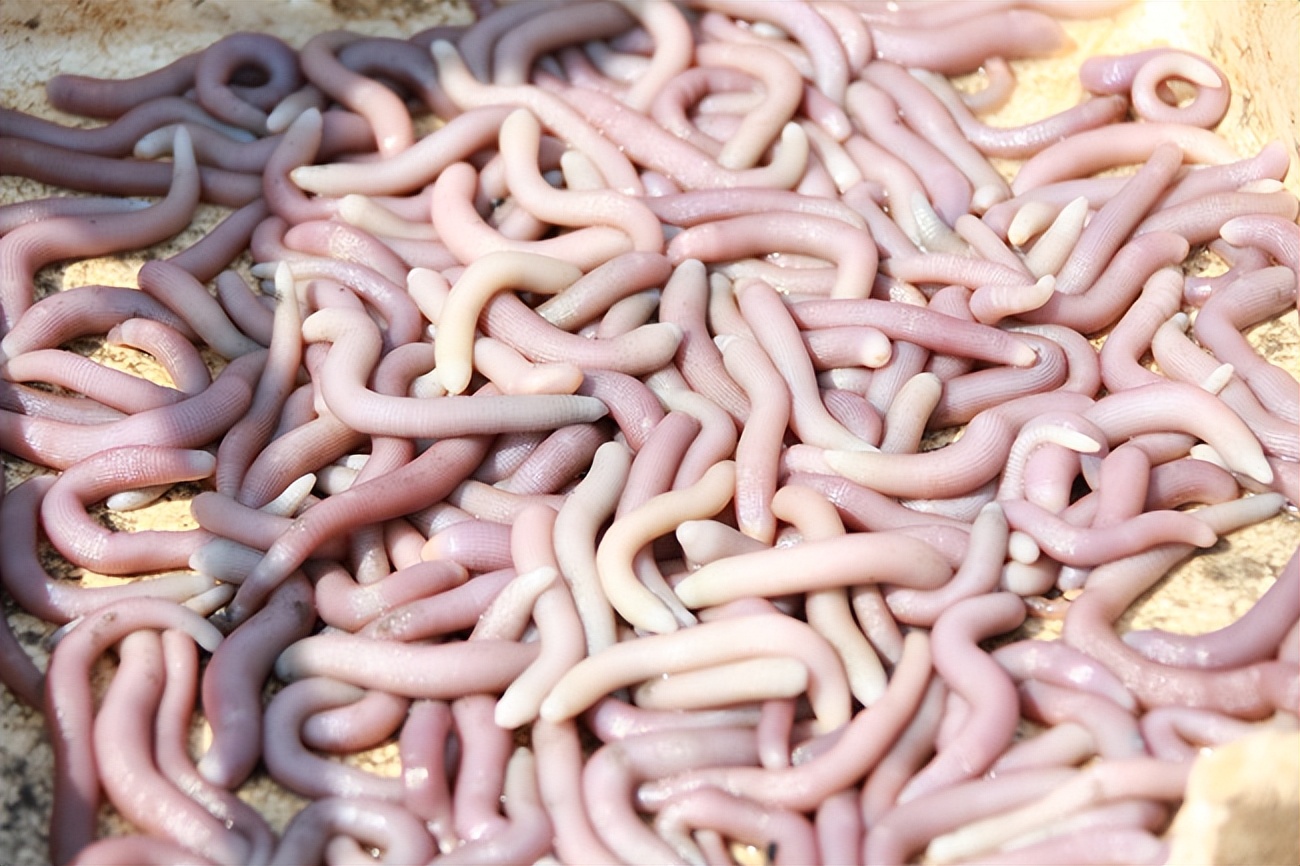 丑到让人忍不住嚼一口！100元1斤的海鲜沙虫，有钱人都抢着吃！