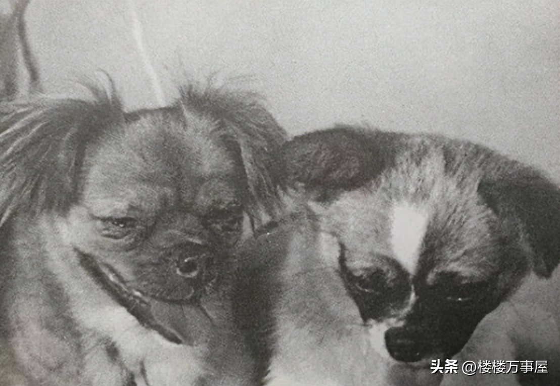 兔子的黑科技光刻机,兔子黑科技