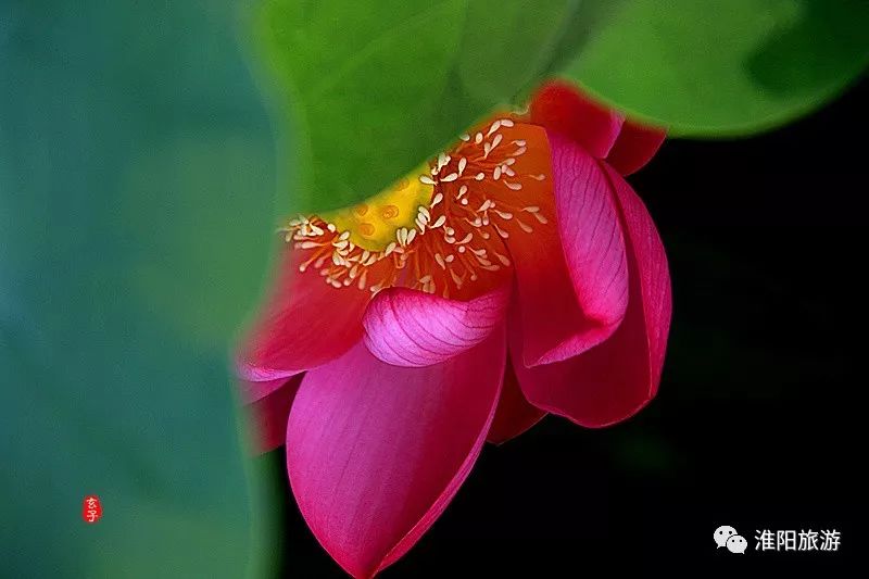 淮阳龙湖赏荷花的季节,淮阳观赏荷花的地方在哪里