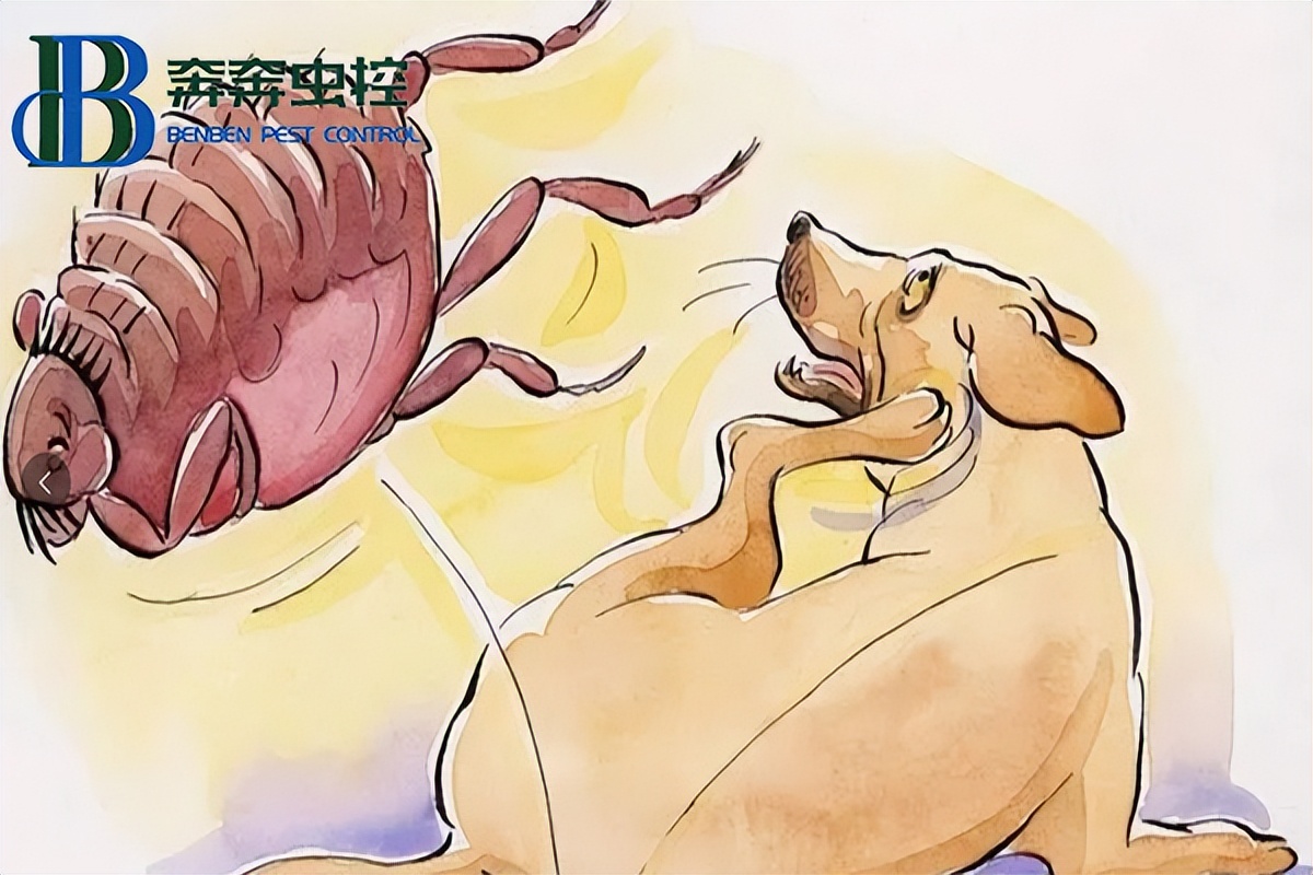 上海虫控消杀加盟,灭虫公司可以灭跳蚤吗