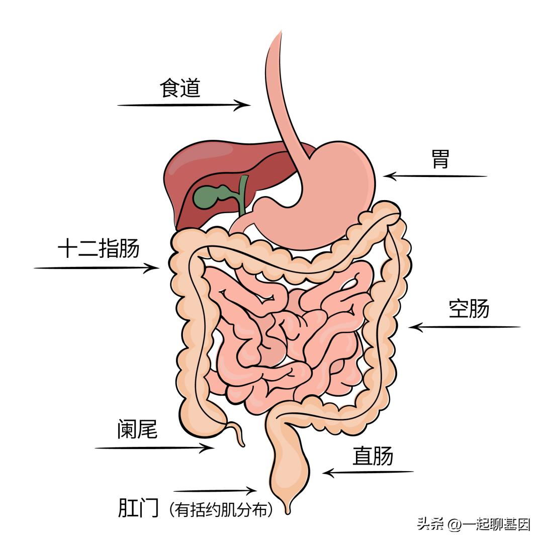 如何在公共场合防止放屁,如何在公众场合阻止放屁