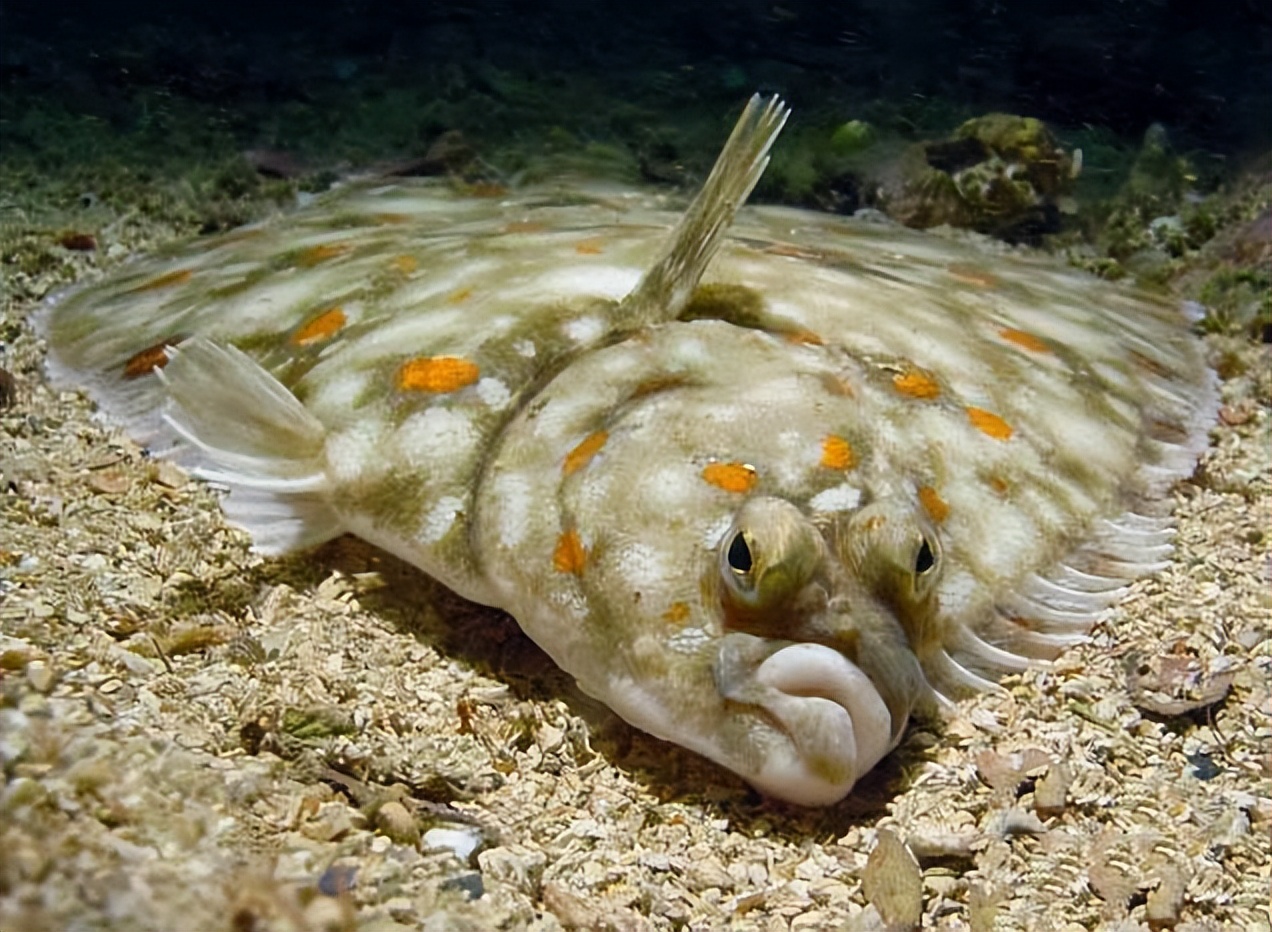 条斑星鲽工厂化养殖技术,星斑川鲽的营养价值