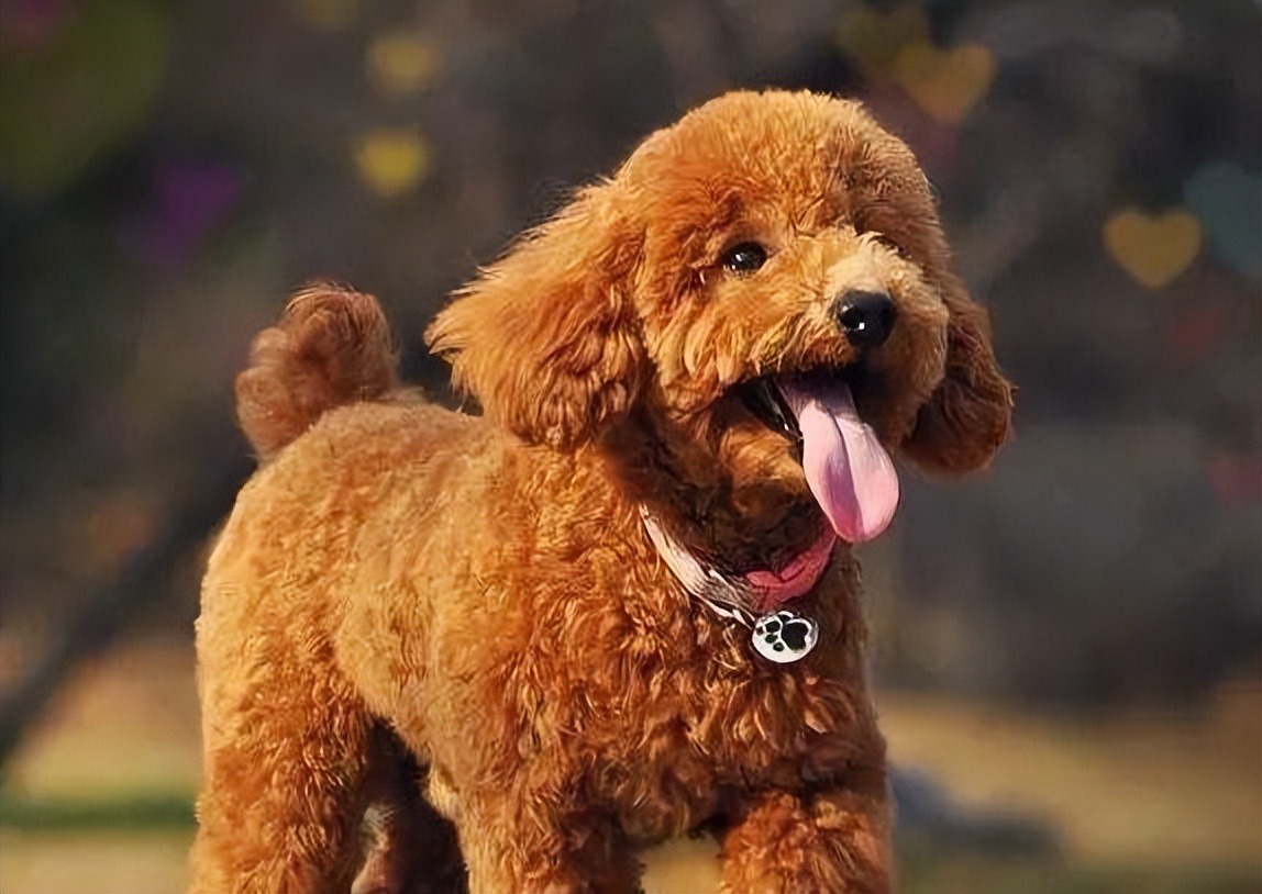 泰迪犬怎么看年龄段表,泰迪犬牙齿年龄对照表