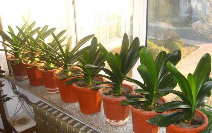 君子兰催花期可以用花多多12号吗,君子兰催花用什么最好养