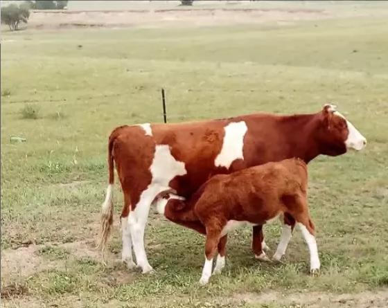母牛突然在圈里跳来跳去是怎么了,母牛突然倒了站不起来怎么回事