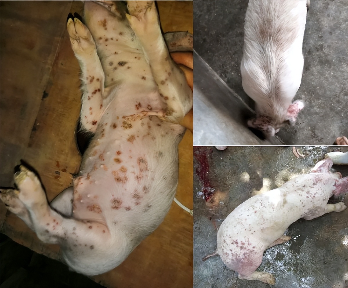初生仔猪身上红斑是什么原因,仔猪得了渗出性皮炎治疗方法总结