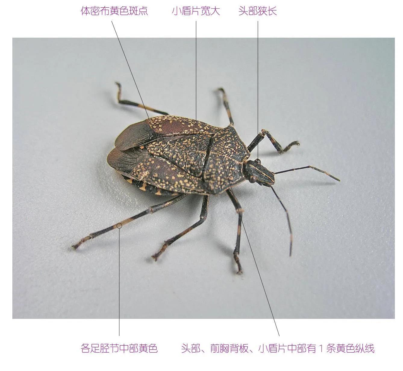 32种昆虫简介思维导图,32种食用植物