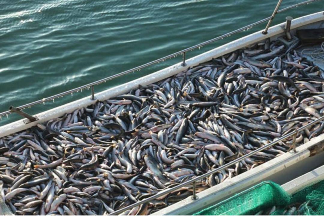 最“土味”的海鲜,这座山东小城吃得有多猛?