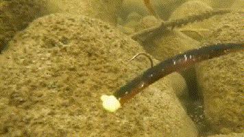 路亚小胖子假饵10g,路亚假饵亮片视频