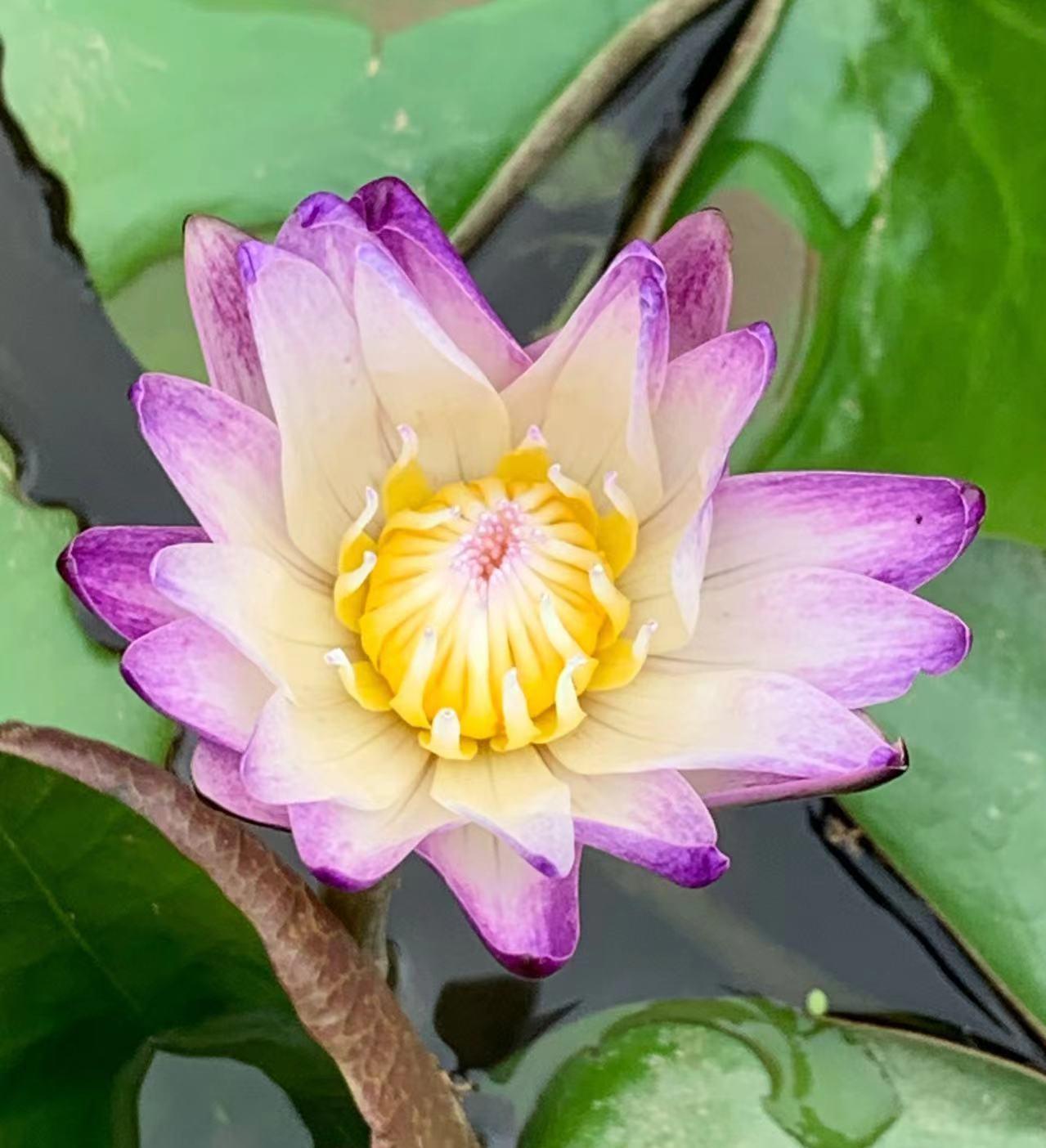 做人择善而行图片,做人择善而交择诚而处