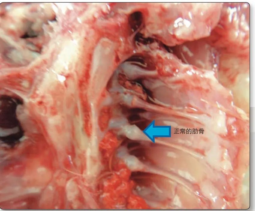 肉鸡解剖及病变特点,肉鸡解剖教学