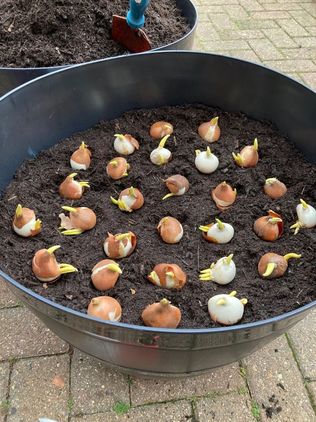 盆栽郁金香能反复开花吗,盆栽郁金香很难做到年年开花