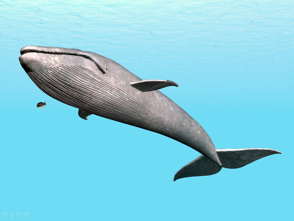 鲸鱼粪便龙涎香,鲸鱼粪便为什么如此昂贵