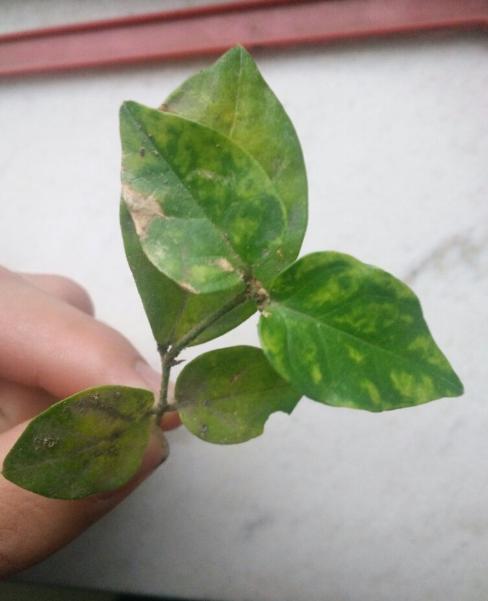 家里盆栽茉莉花怎样培育新苗,冬季怎样养新品种大叶茉莉花