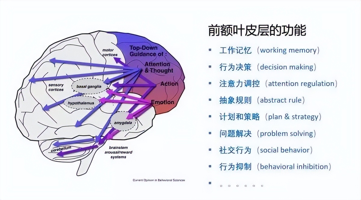 诺贝尔奖前额叶切除术,诺贝尔奖历史完整版