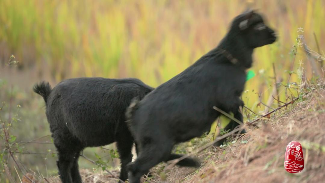 咩咩咩！听羊村“黑宝贝”，奏响山村致富曲