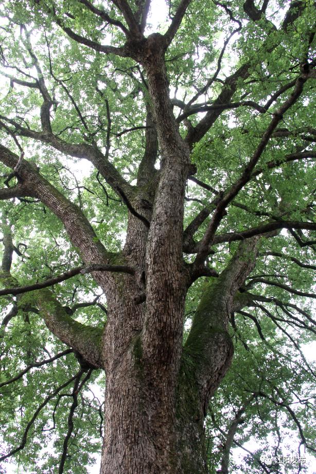 泸州古镇油纸伞,泸州春游景点有哪些