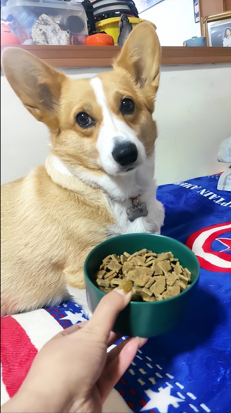 狗狗总喜欢答不理我怎么办,狗狗很依赖你肯定会有这5种行为