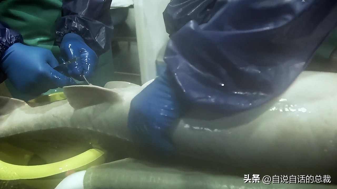 从2亿年不进化的王者，到比黄金还贵的食物，背后隐藏着商业秘密