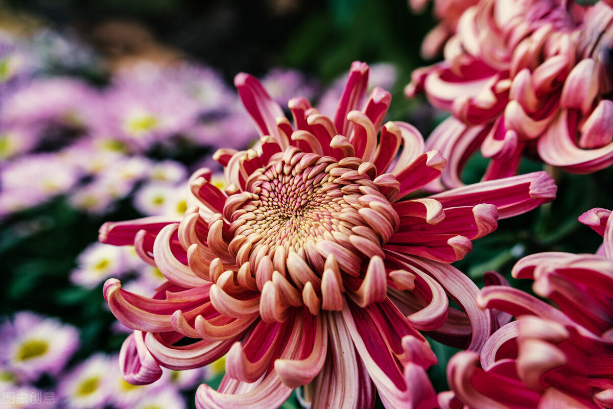 菊花几种主要病害的防治方法