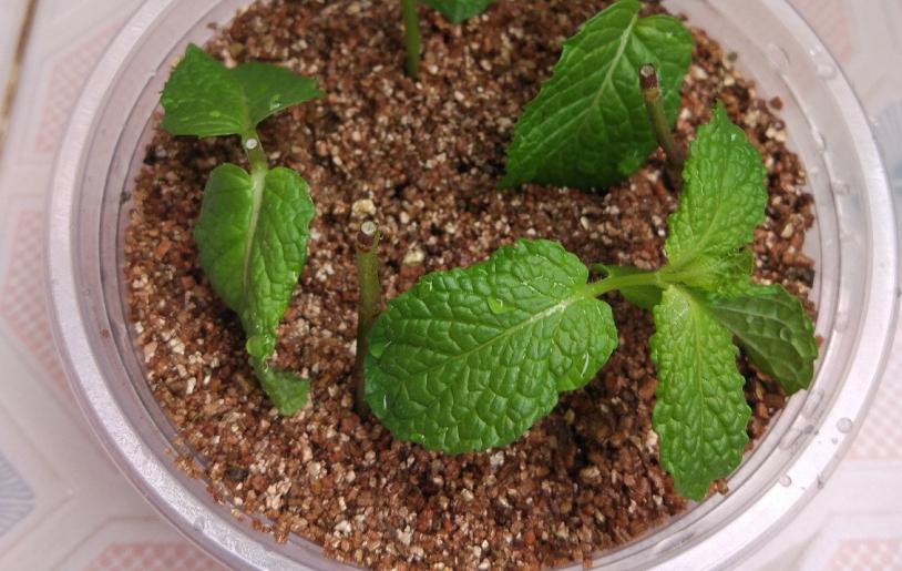 薄荷扦插为什么一晒太阳就下来了,扦插的薄荷怎么发蔫