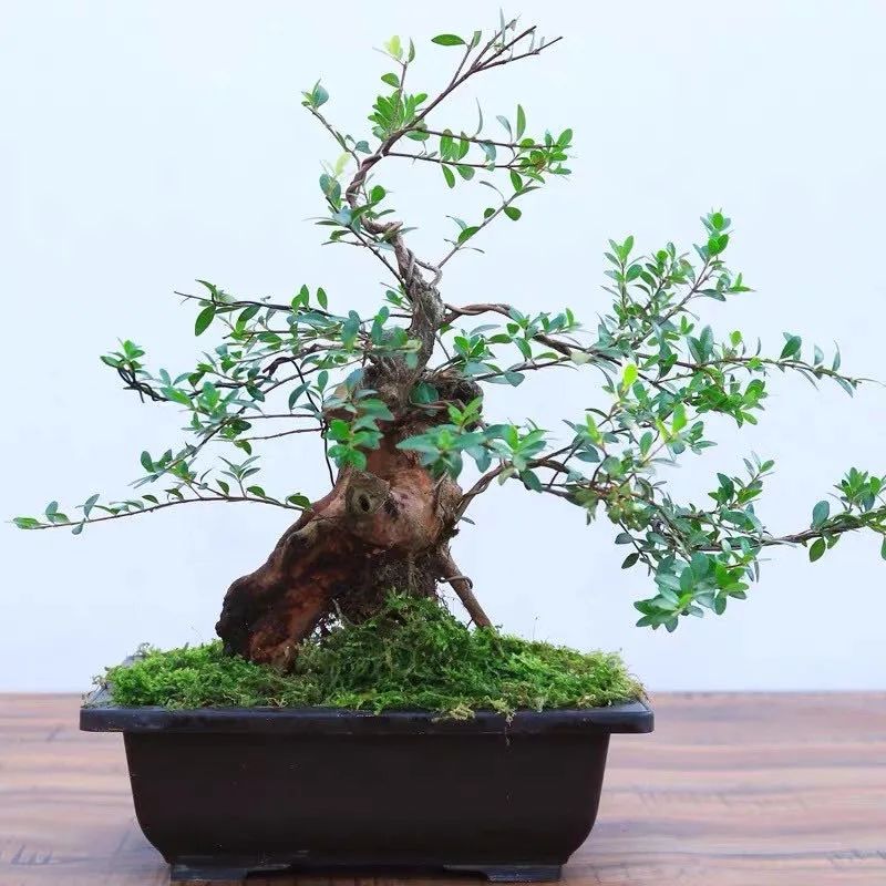 家里养什么旺财树最好,四种守家树越养越吉祥