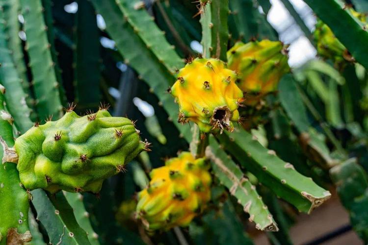 厄瓜多尔麒麟火龙果,厄瓜多尔的麒麟果是什么样子的