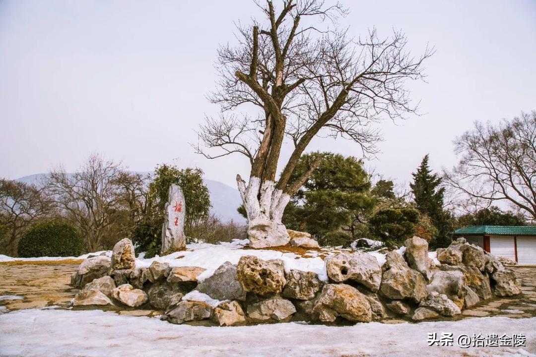南京看梅花的地方,南京梅花里房价
