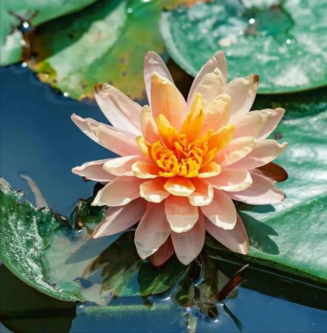 十二星座幸运花解读,十二星座幸运花双鱼座是紫罗兰